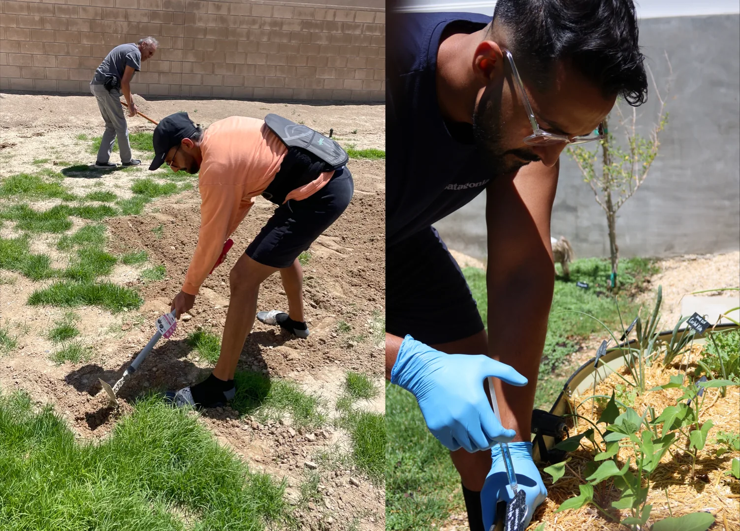 Building the backyard micro-farm in the Antelope Valley