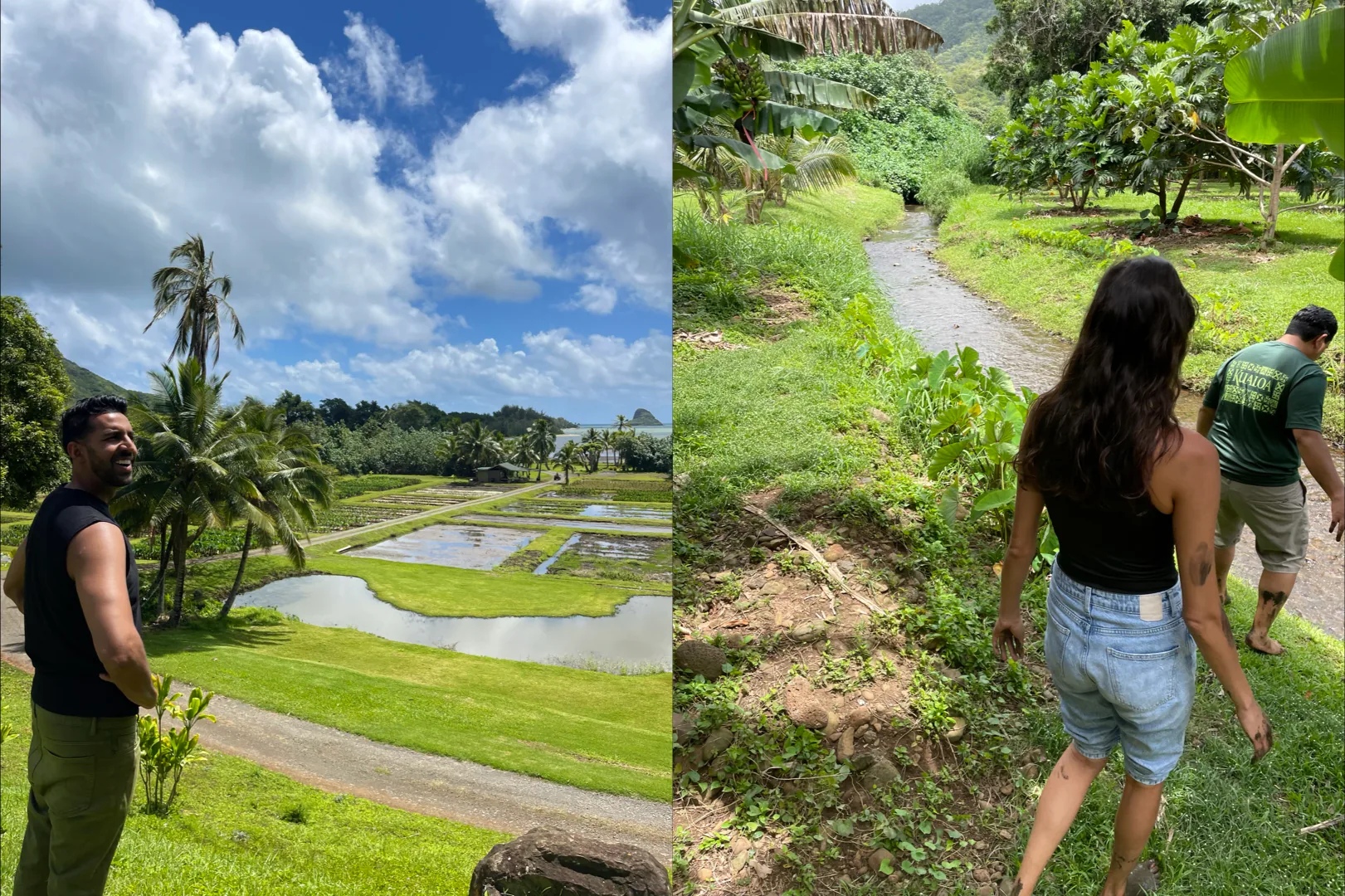 Taro farm restoration project in Oahu